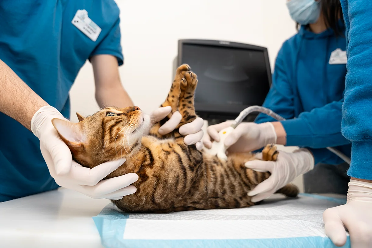 close-up-doctor-checking-cat-s-belly